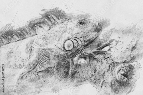 Iguana. Sketch with pencil