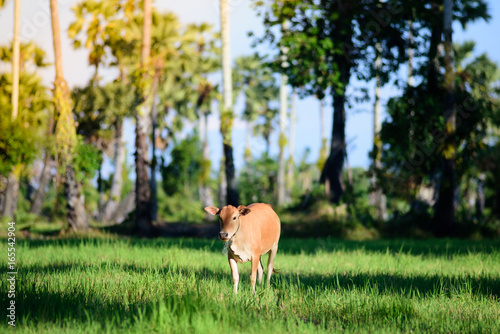 The cow among the green field.