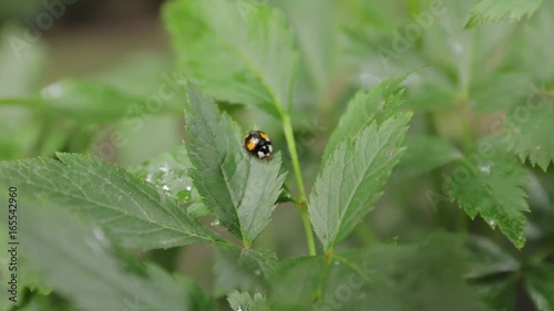 Ladybug on Green Leaves photo