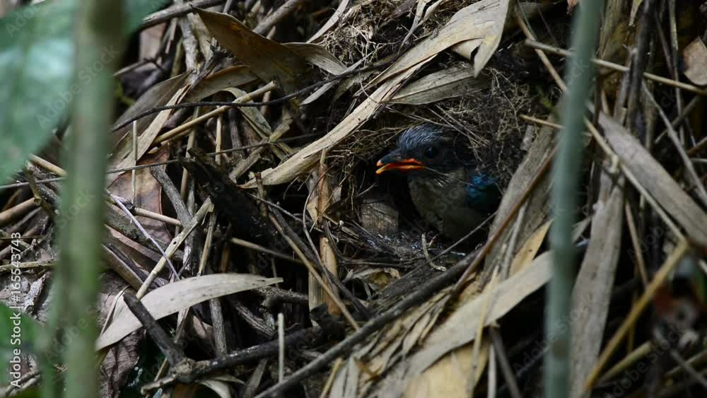 Young bird in the moment leaving nest.
After feeding by their parent in the nest until strong enough,Juvenile Hooded Pitta ( Pitta sordida ),listening to their parent call for leaving their nest .
Young bird in the moment leaving nest.
After feeding by their parent in the nest until strong enough,Juvenile Hooded Pitta ( Pitta sordida ),listening to their parent call for leaving their nest .