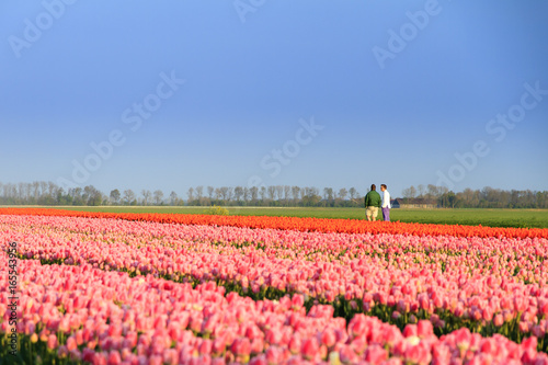 Tourists walking in a beautiful tulip field in spring in the Netherlands