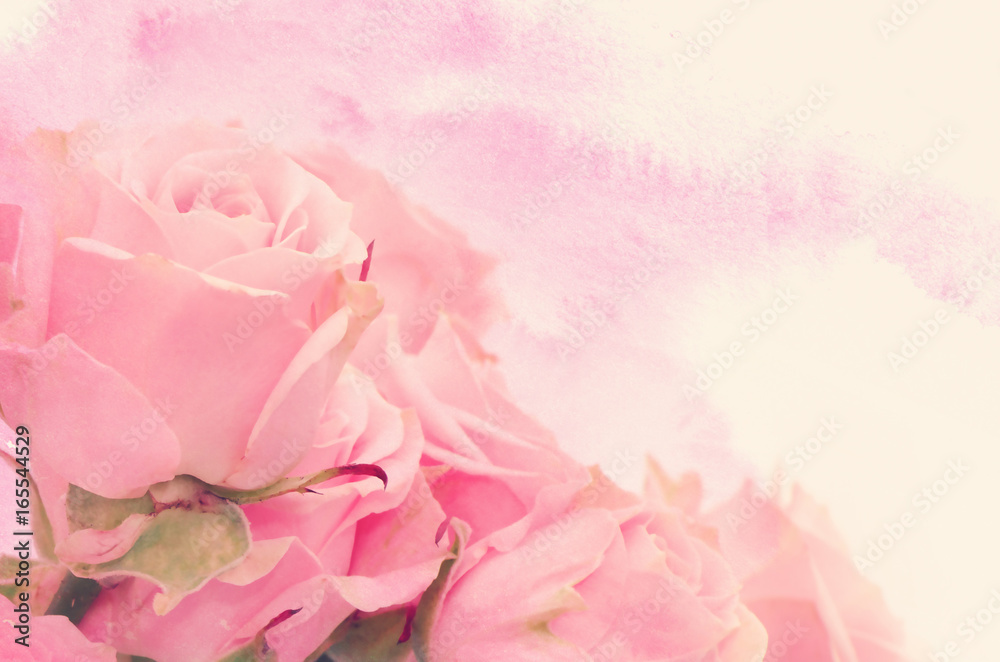 Pink roses close-up