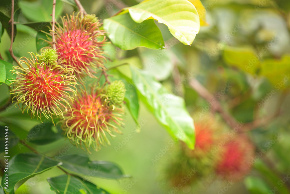 Rambutan farm, rambutan fruits on tree Rambutan farm, rambutan fruits on tree