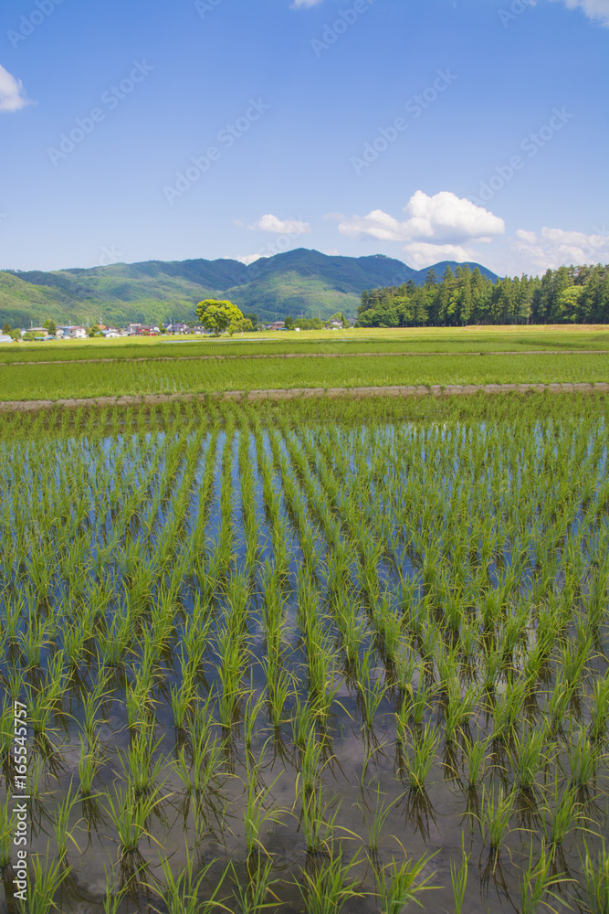Obraz premium 水田 長野県、信濃大町