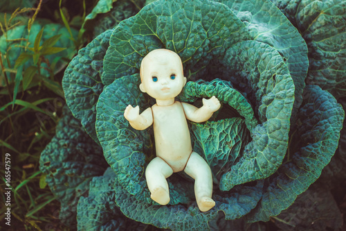 The child in the cabbage lies