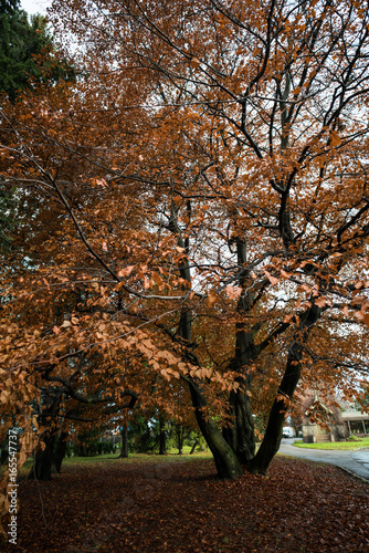 Photography Autumn in Oslo