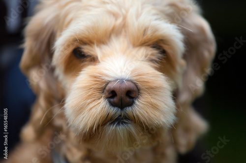 Macro shot of the wet nose of a dog