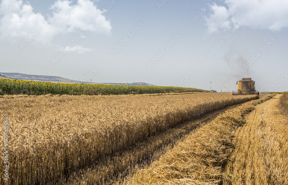 Wheat harvest 