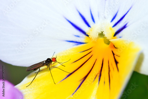 Close up of an Heartsease (Viola tricolor) flower in summer, with a small red-eyed dagger fly on it

