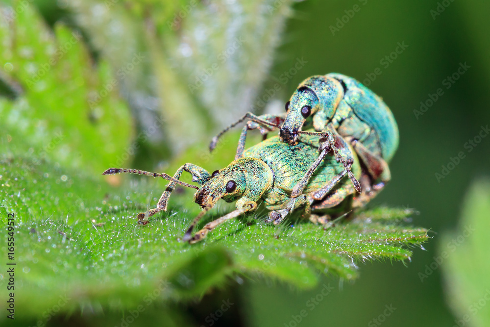 Fototapeta premium Nettle Weevils (Phyllobius pomaceus) getting it on in spring in the garden