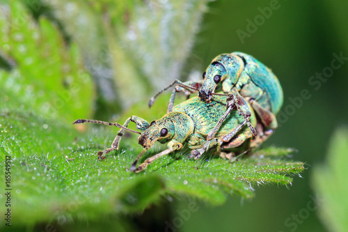 Nettle Weevils (Phyllobius pomaceus) getting it on in spring in the garden