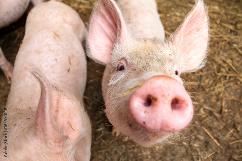 Funny wide angle close up portrait of a cute pig (sus scrofa) and snout © dennisvdwater