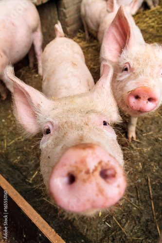 Принти на полотні Funny wide angle close up portrait of a cute pig (sus scrofa) and snout