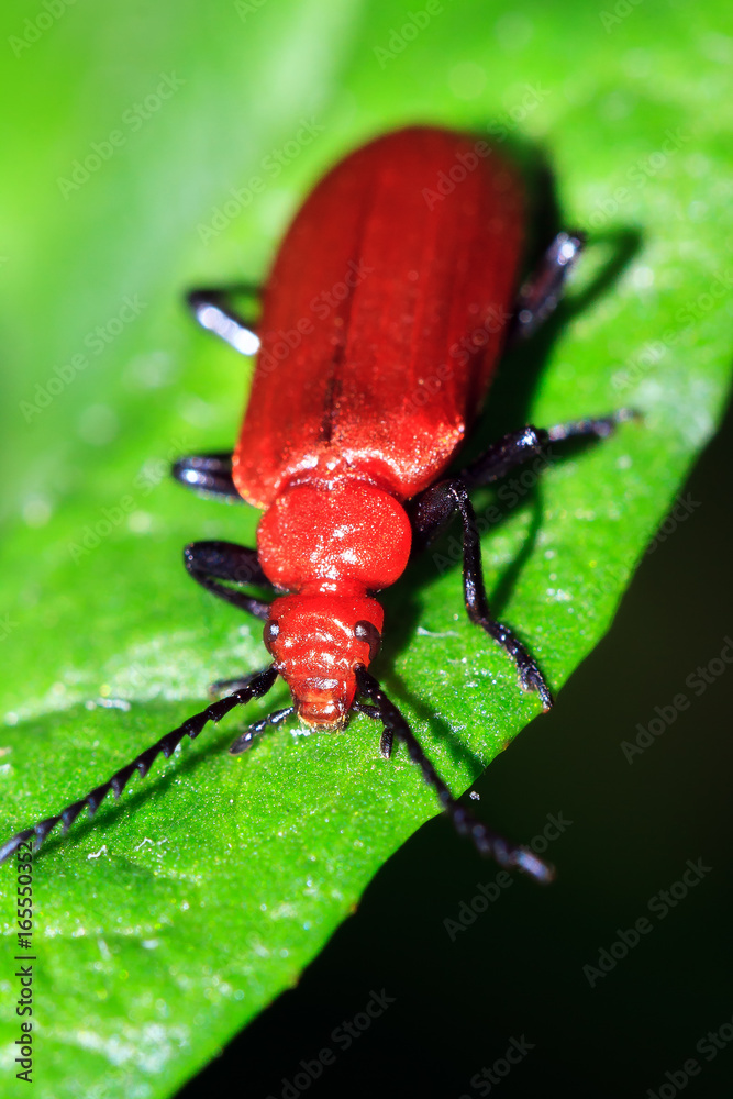 Fototapeta premium The red-headed or common Cardinal beetle (Pyrochroa serraticornis) on a leaf