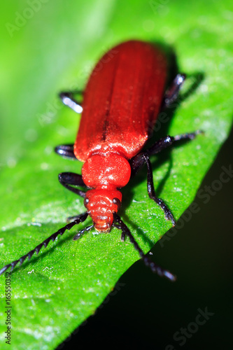 The red-headed or common Cardinal beetle (Pyrochroa serraticornis) on a leaf