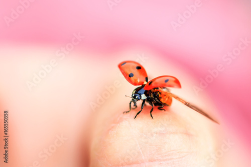 Beautiful ladybug (Coccinella magnifica) taking flight against a pink background