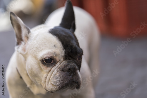 Fototapeta Naklejka Na Ścianę i Meble -  White dog with black ear on the street. Close up