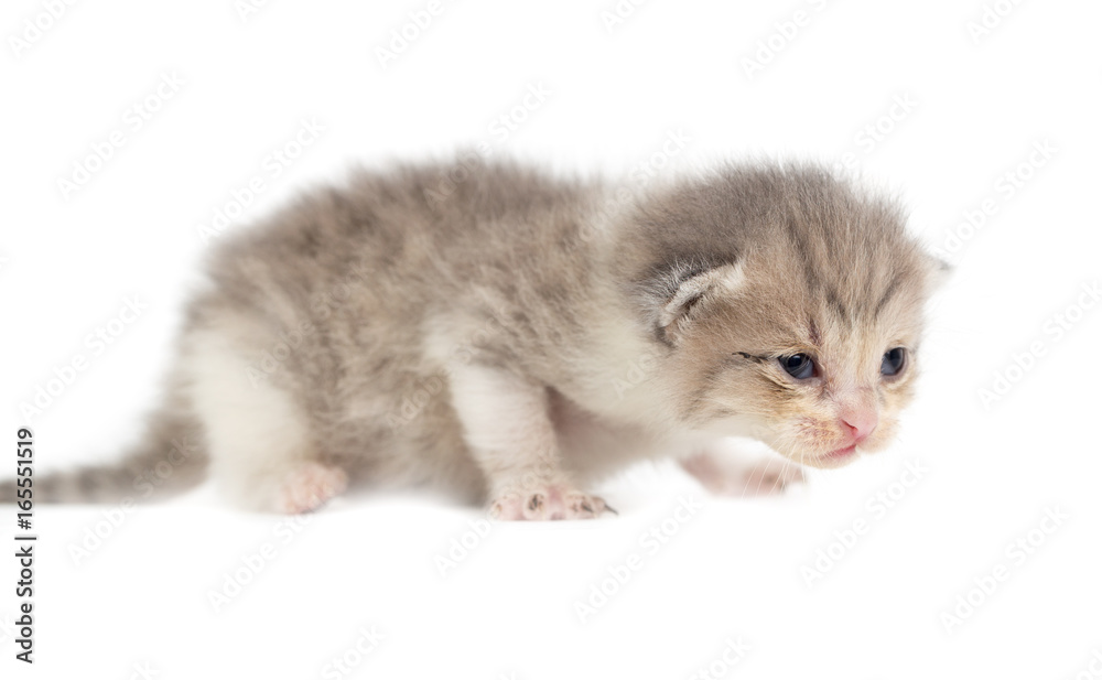 Obraz premium Newborn kitten on white background