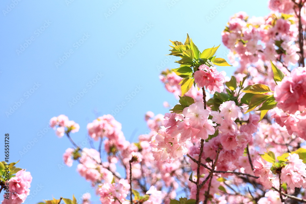 Fototapeta premium 造幣局の桜の通り抜け 