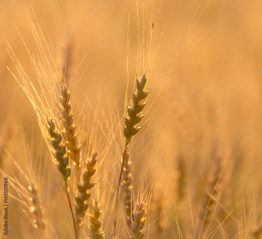 Ears of wheat on the background of a golden sunset Ears of wheat on the background of a golden sunset