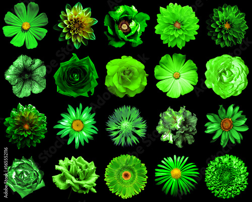 Mix collage of natural and surreal green flowers 20 in 1: peony, dahlia, primula, aster, daisy, rose, gerbera, clove, chrysanthemum, cornflower, flax, pelargonium isolated on black