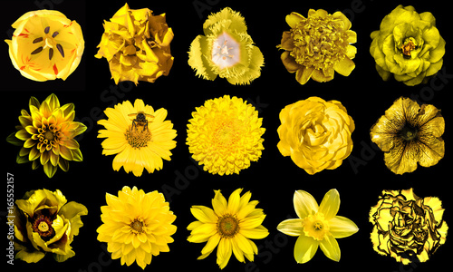 Collage of natural and surreal yellow flowers 15 in 1: peony, dahlia, primula, aster, daisy, rose, gerbera, clove, chrysanthemum, cornflower, flax, pelargonium, marigold, tulip isolated on black