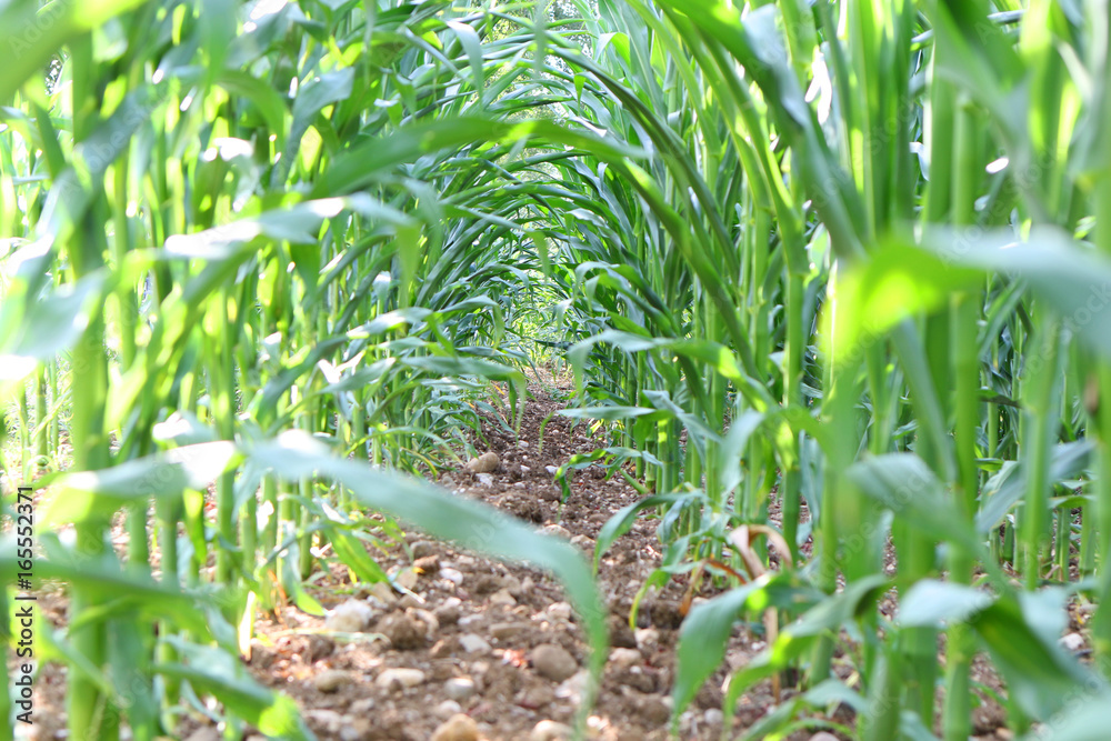 Obraz premium Corn field