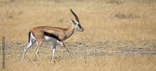 Thomson s gazelle in Ngorongoro crater  Tanzania