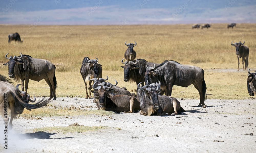 Beautiful gnus in Ngorongoro crater, Tanzania Beautiful gnus in Ngorongoro crater, Tanzania