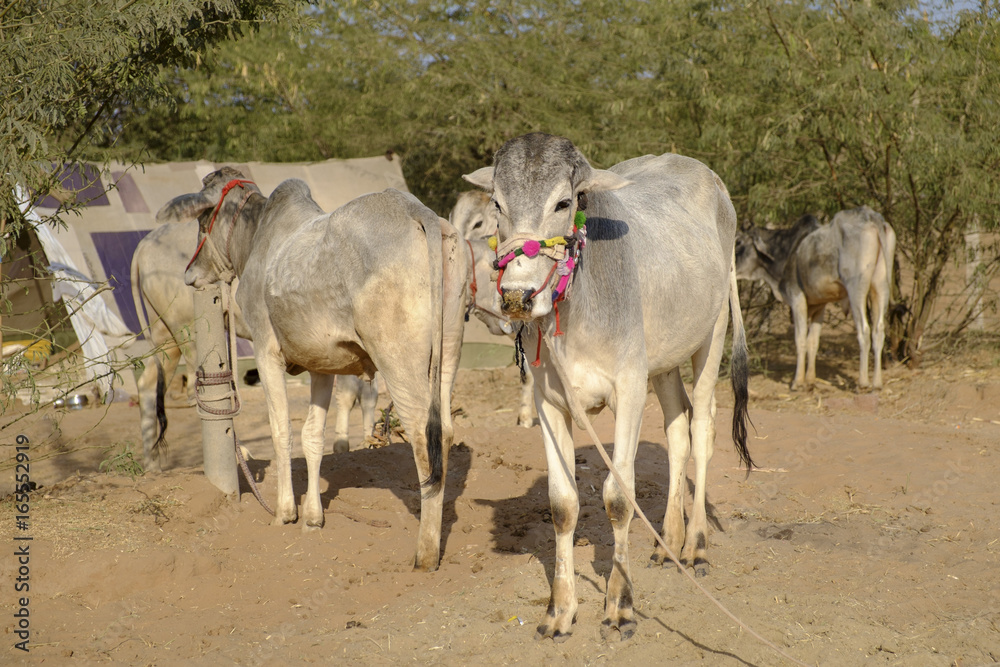 Obraz premium Nagaur Cattle Fair is a place for the locals to gather, buy and sell their cattle