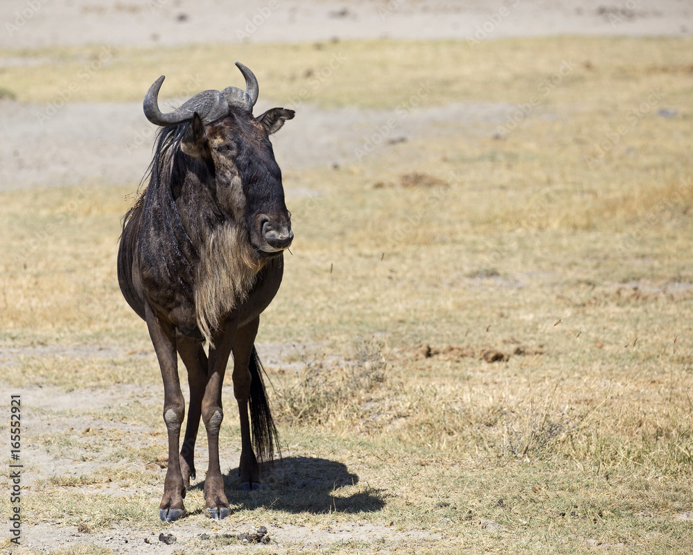 Fototapeta premium Beautiful gnus in Ngorongoro crater, Tanzania