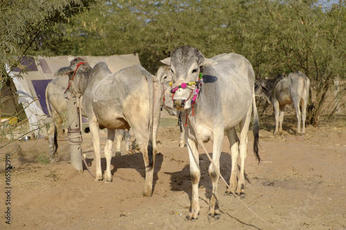 Nagaur Cattle Fair is a place for the locals to gather, buy and sell their cattle