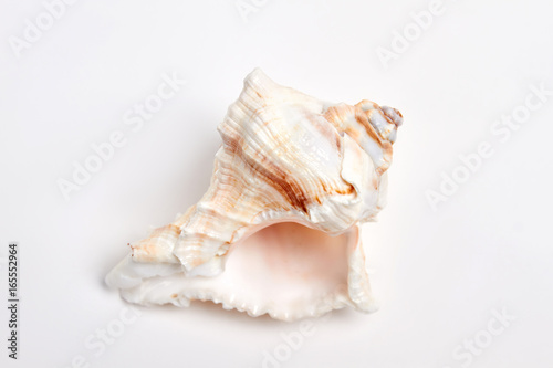 Close up of empty sea shell. Beautiful souvenir from vacation.