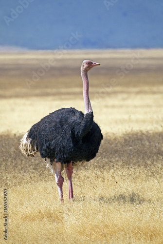 Ostrich in Ngorongoro crater, Tanzania