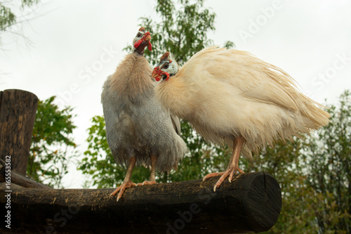 Two white helmeted guineafowls photo