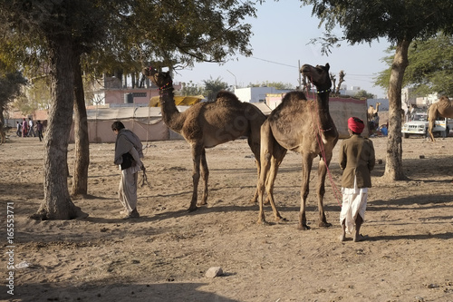 Nagaur Cattle Fair is a place for the locals to gather, buy and sell their cattle