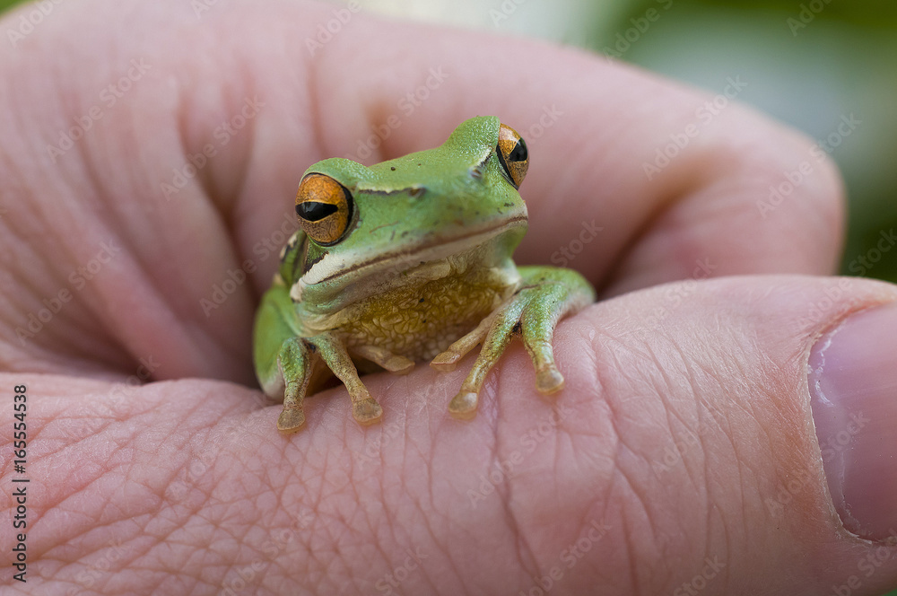 Frog, La Pampa, Argentina