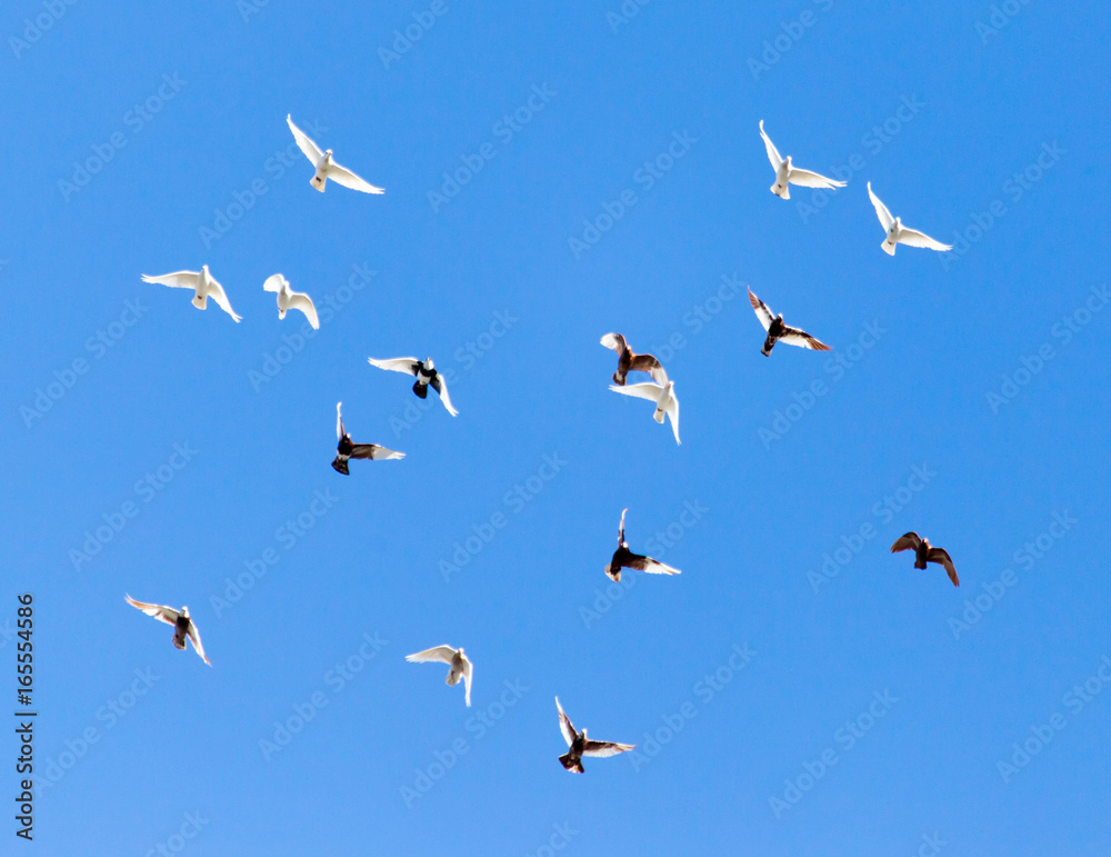 Obraz premium A flock of pigeons on a blue sky