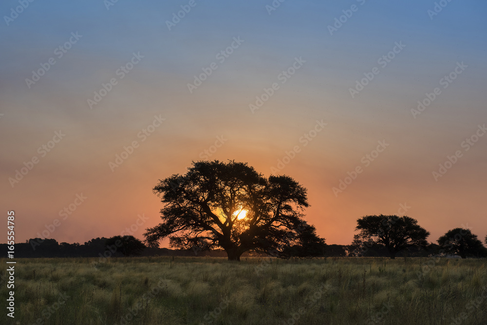 Pampas Landscape