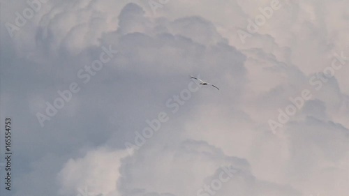 White stork, ciconia ciconia, in flight in blue sky + culumus. photo