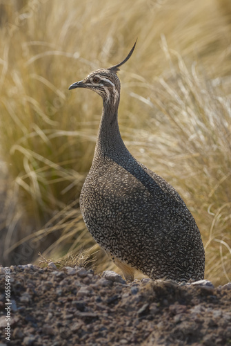 Tinamou, La Pampa, Argentina photo