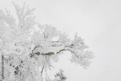Tree covered with snow on winter storm day in forest mountains .
