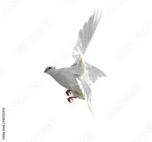 White dove in flight isolated on white background