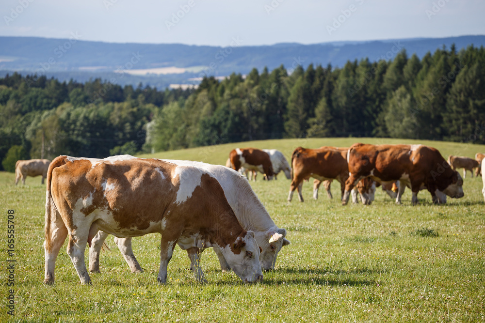 Herd of cows and calves grazing on a green meadow. Farm animals