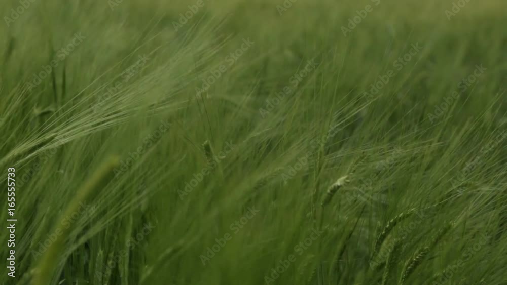 Wheat Field Waves Moved by Summer Wind Pan Nature Background HD Wheat Field Waves Moved by Summer Wind Pan Nature Background HD