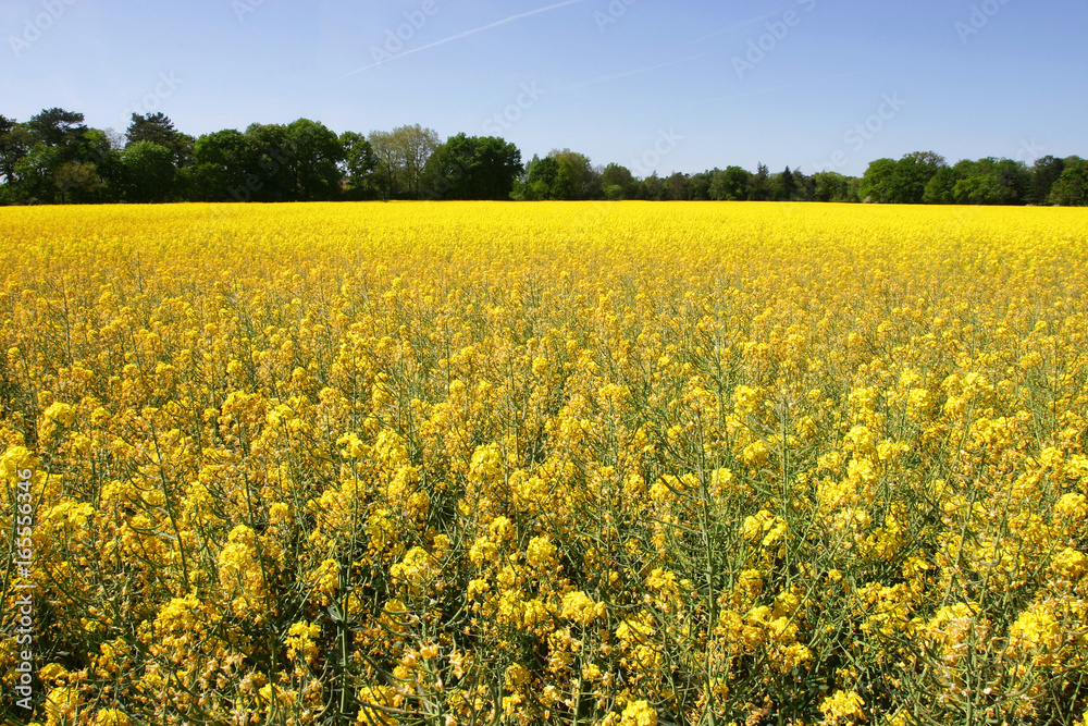 Rapsfeld Rapsfeld