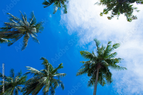 A very calm and natural look at the melano bay with lots of fresh coconut trees beside a blue cloud on the melano bay, kuching sarawak on 22 july 2017