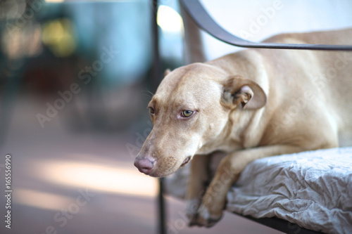A dog, a favorite of the family, sits on the couch on the open terrace of the house