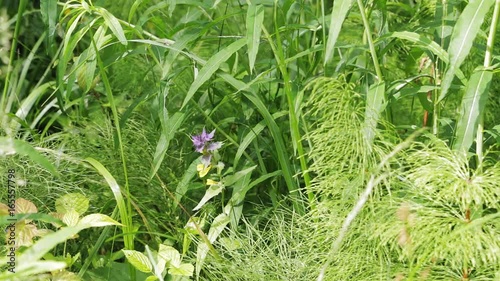 Green grass - horsetail, blue cow wheat - in the sunny forest swinging in the breeze. photo