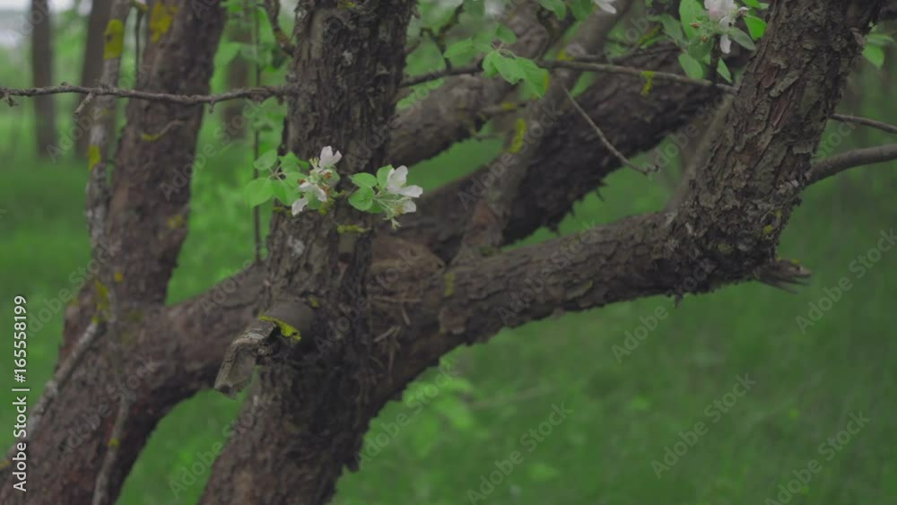 Trunk of an apple tree with blossoming flowers on it against a background of greenery Trunk of an apple tree with blossoming flowers on it against a background of greenery